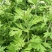 艾草种子种植食用艾草种籽野生艾草种籽大叶艾蒿青蒿四季驱蚊