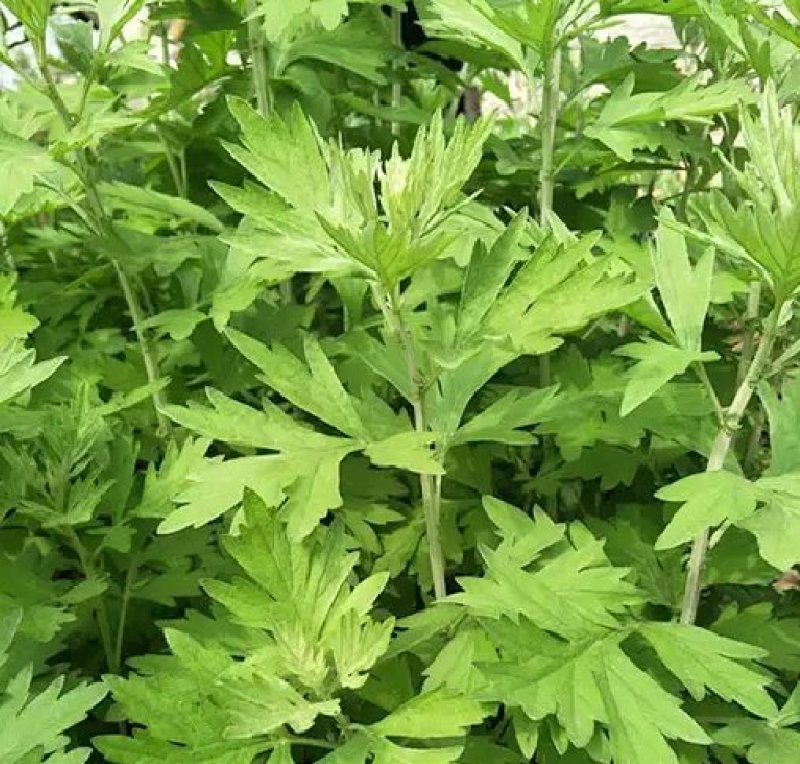 艾草种子种植食用艾草种籽野生艾草种籽大叶艾蒿青蒿四季驱蚊