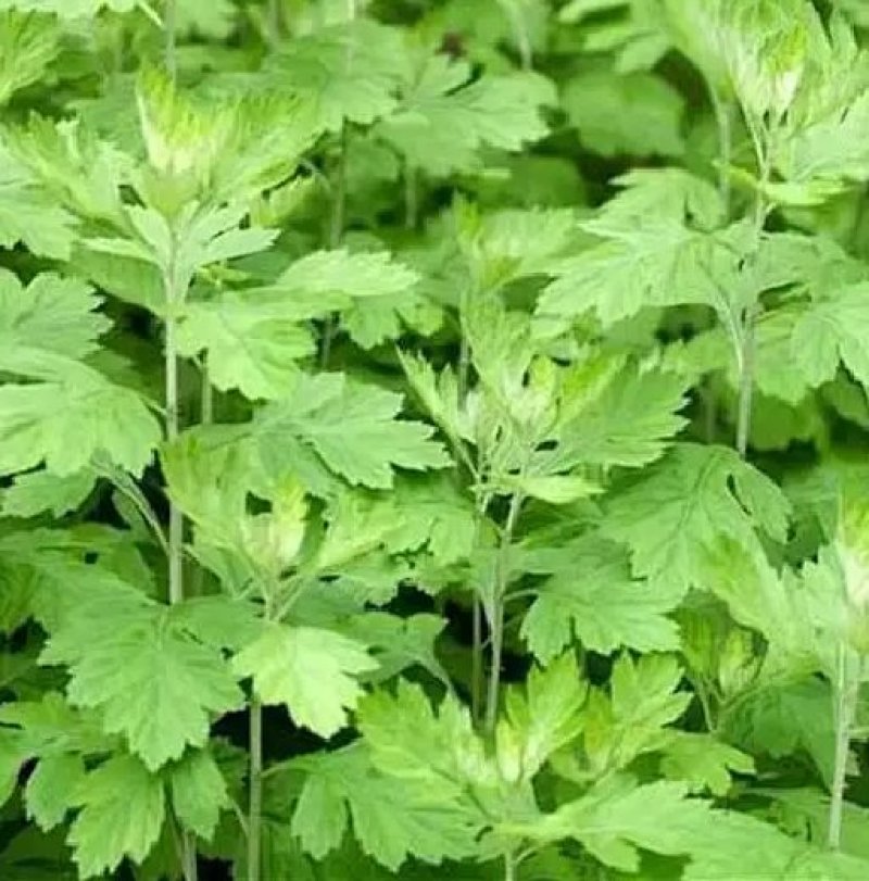 艾草种子种植食用艾草种籽野生艾草种籽大叶艾蒿青蒿四季驱蚊
