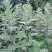 艾草种子种植食用艾草种籽野生艾草种籽大叶艾蒿青蒿四季驱蚊