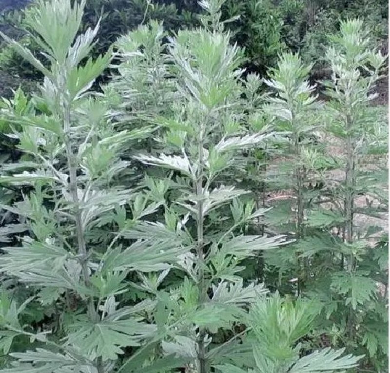 艾草种子种植食用艾草种籽野生艾草种籽大叶艾蒿青蒿四季驱蚊