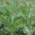 艾草种子种植食用艾草种籽野生艾草种籽大叶艾蒿青蒿四季驱蚊