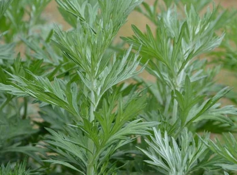 艾草种子种植食用艾草种籽野生艾草种籽大叶艾蒿青蒿四季驱蚊