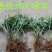 艾草种子种植食用艾草种籽野生艾草种籽大叶艾蒿青蒿四季驱蚊