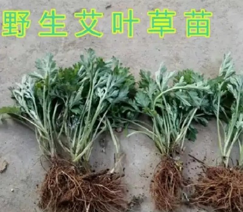 艾草种子种植食用艾草种籽野生艾草种籽大叶艾蒿青蒿四季驱蚊
