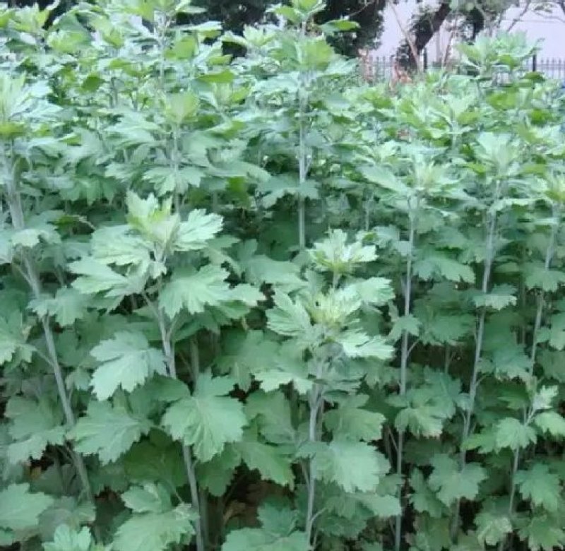 艾草种子种植食用艾草种籽野生艾草种籽大叶艾蒿青蒿四季驱蚊