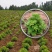 艾草种子种植食用艾草种籽野生艾草种籽大叶艾蒿青蒿四季驱蚊