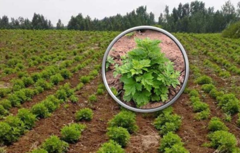 艾草种子种植食用艾草种籽野生艾草种籽大叶艾蒿青蒿四季驱蚊