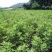 艾草种子种植食用艾草种籽野生艾草种籽大叶艾蒿青蒿四季驱蚊