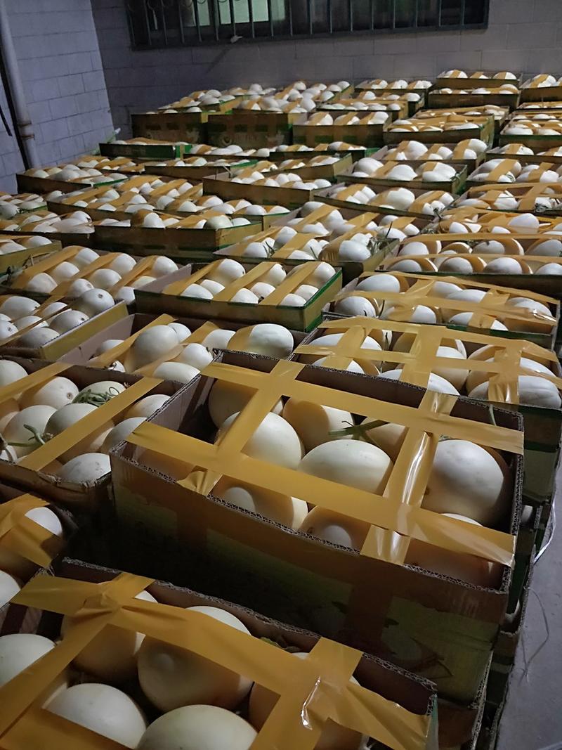 陕西蒲城-甜瓜香瓜品种规格齐全，货源充足，大量供应中