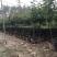 大型月季树种植基地大量销售中，价格优惠，生长旺盛冠幅大