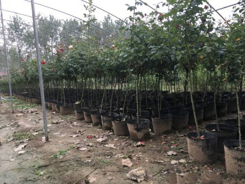 大型月季树种植基地大量销售中，价格优惠，生长旺盛冠幅大