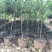 大型月季树种植基地大量销售中，价格优惠，生长旺盛冠幅大