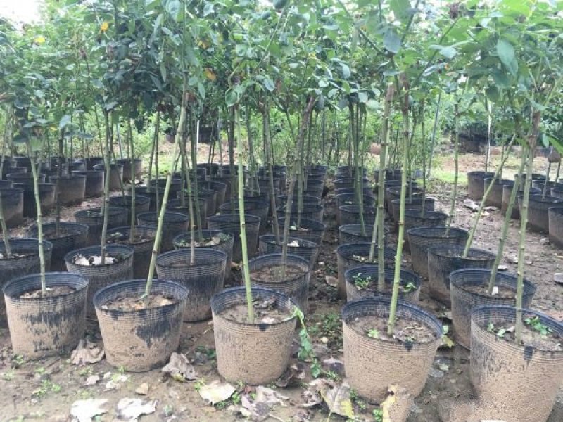 大型月季树种植基地大量销售中，价格优惠，生长旺盛冠幅大