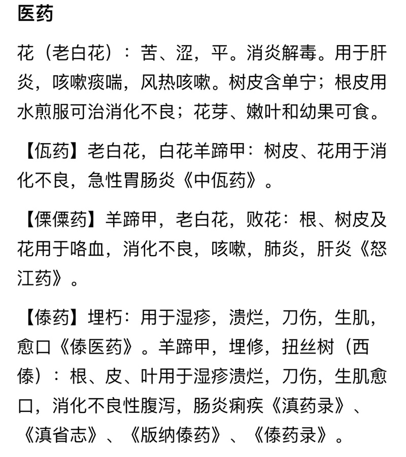 洋紫荆（老白花）