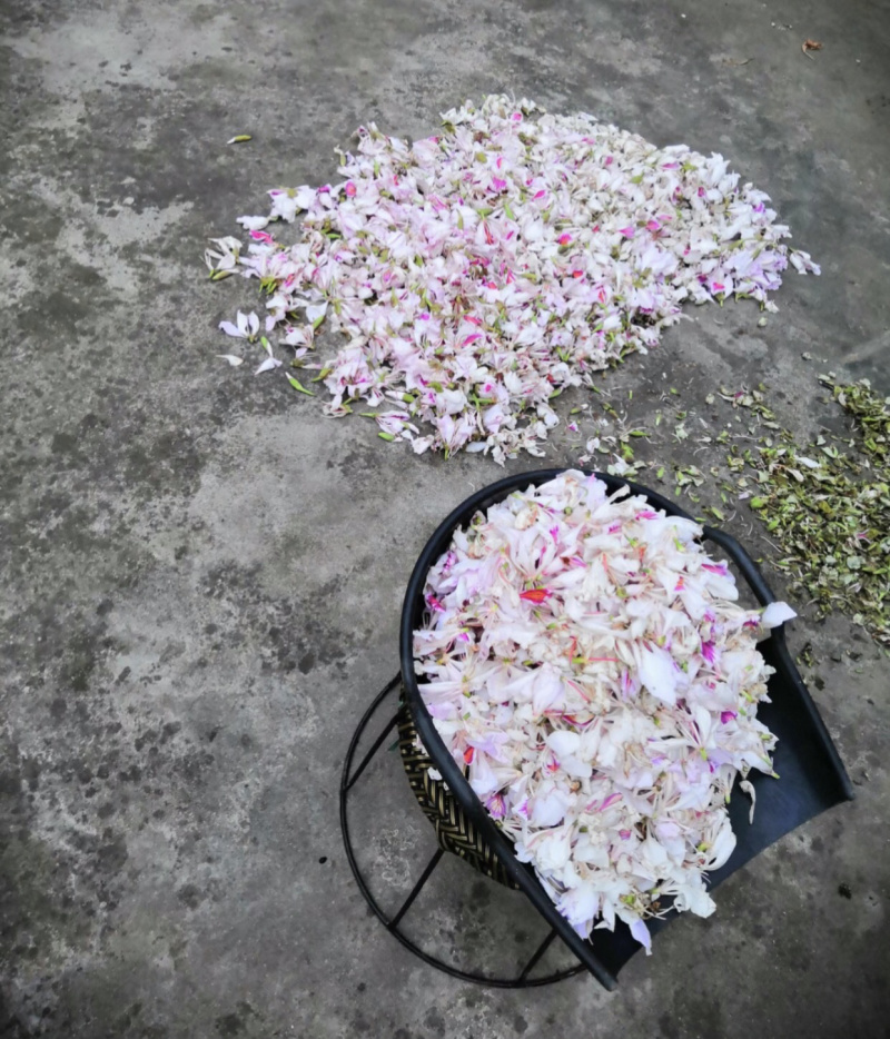 洋紫荆（老白花）