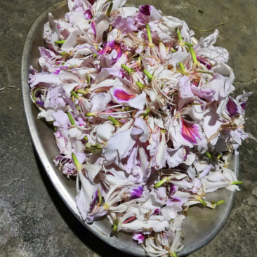 洋紫荆（老白花）