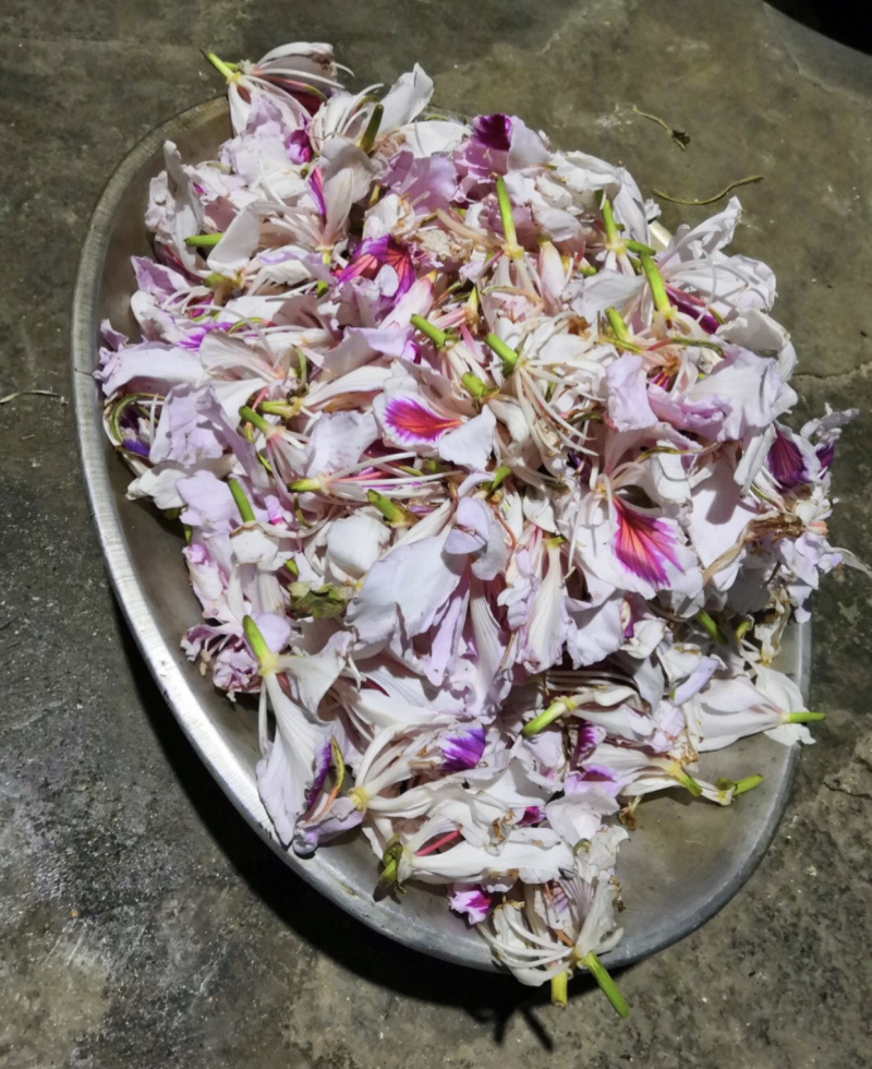 洋紫荆（老白花）