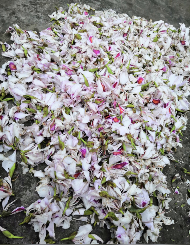 洋紫荆（老白花）