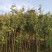 速杨107，八月桂