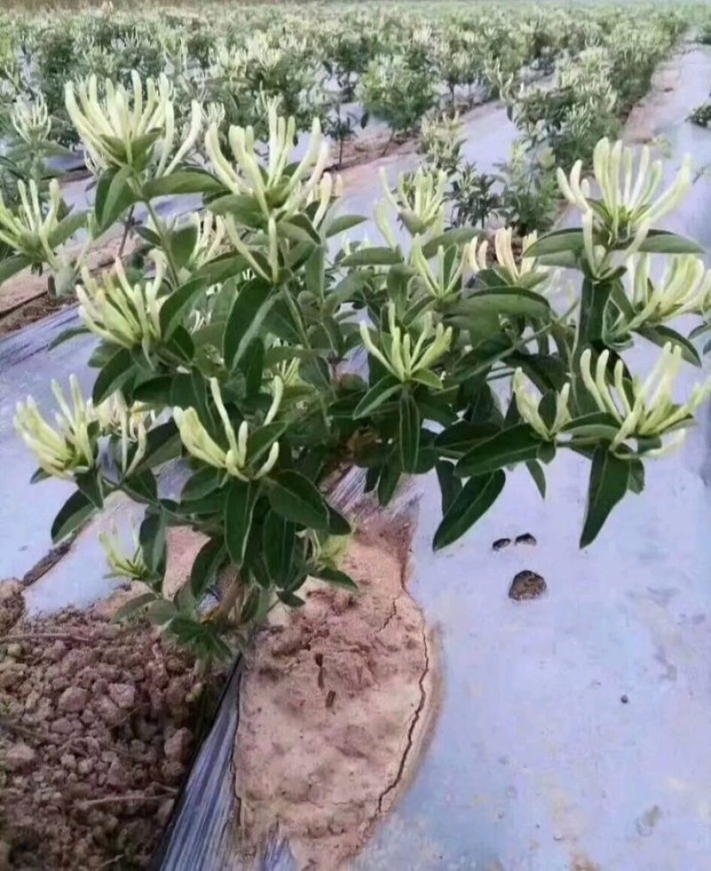 包邮：金银花苗产量大，易管理，成活率高量大优惠