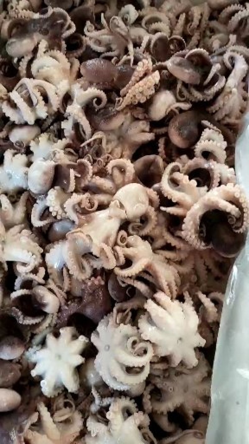 半熟短途八爪鱼，长腿八爪鱼