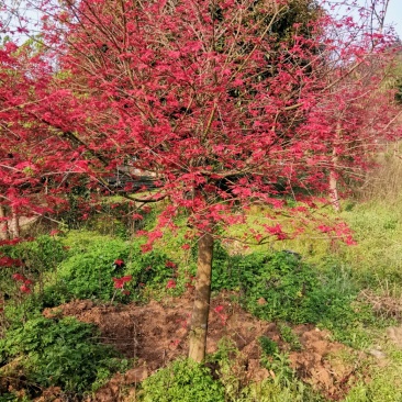 红枫