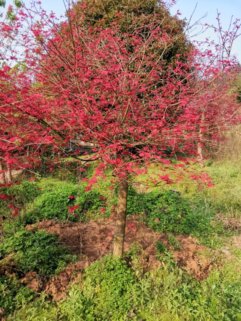 红枫