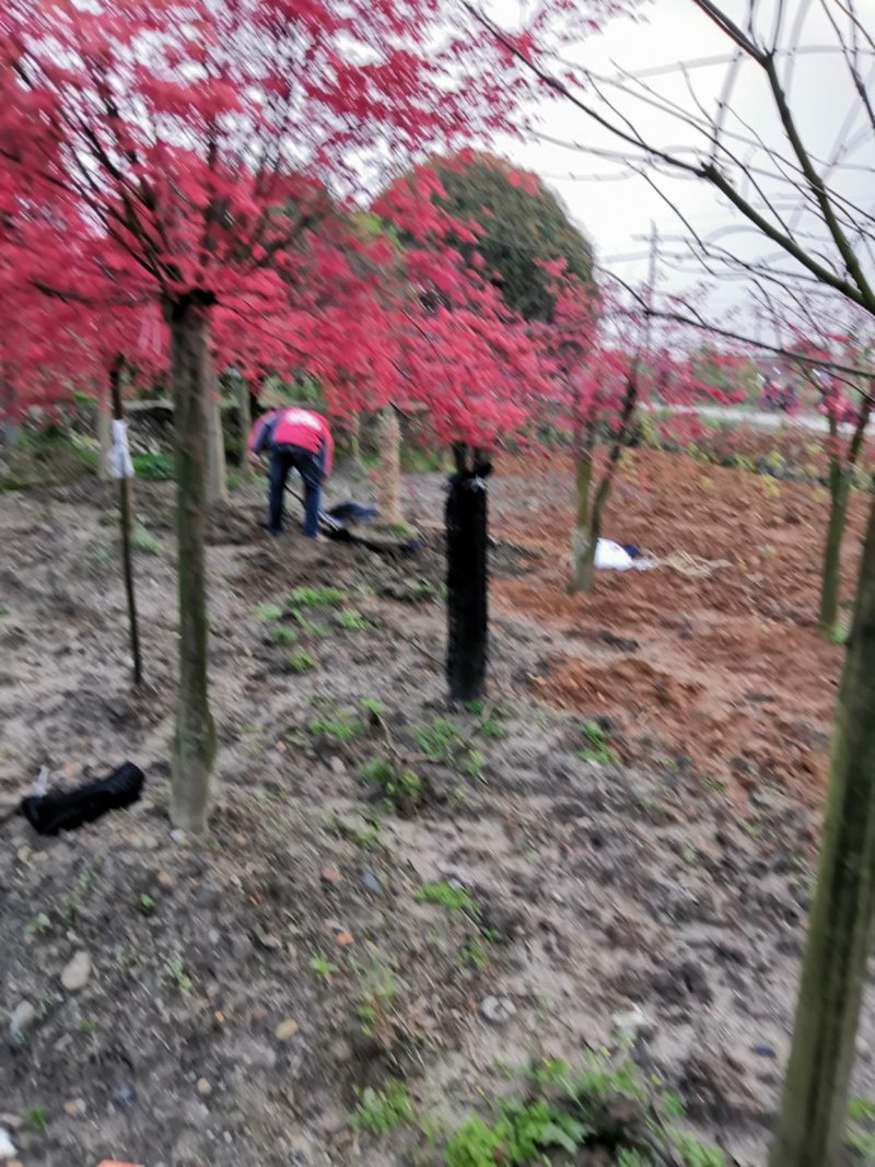 红枫