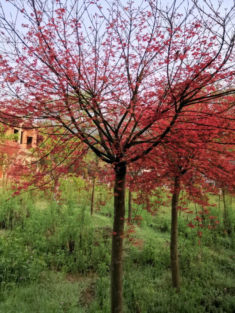 红枫