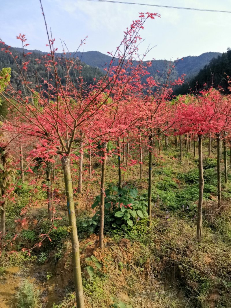 红枫