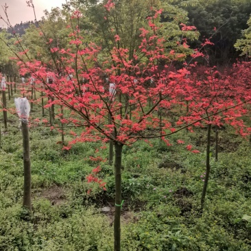 红枫