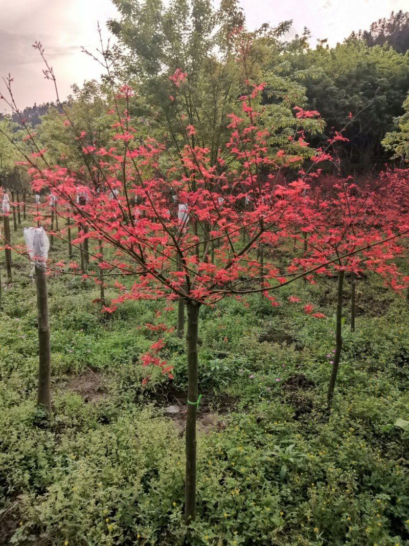 红枫