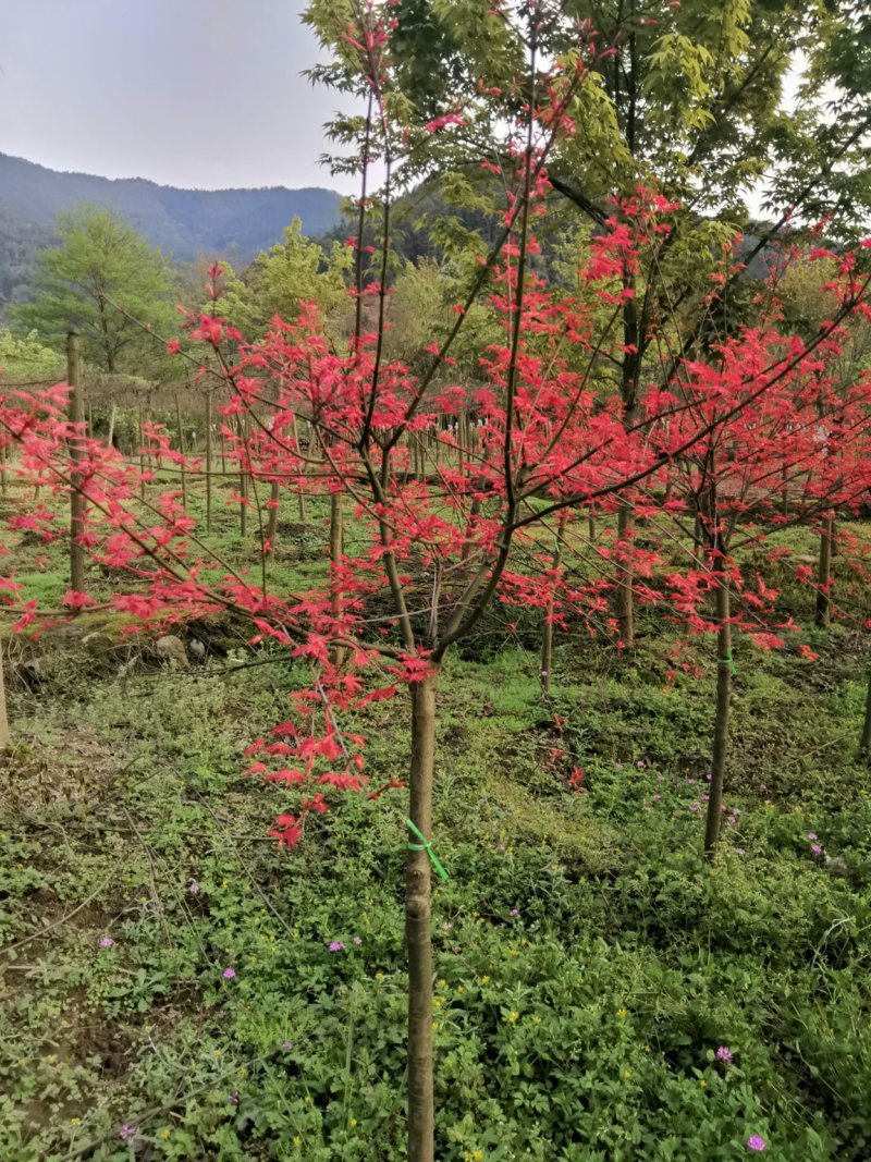 红枫