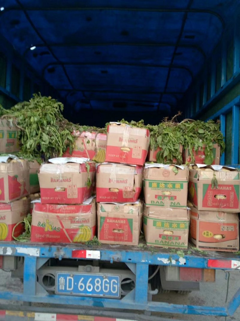 新土豆大棚五一前后量大