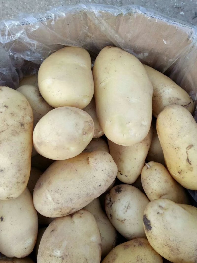 新土豆大棚五一前后量大
