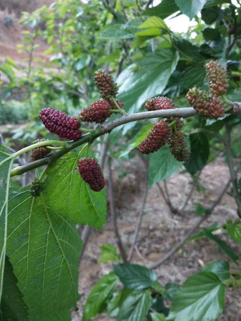 桑椹干