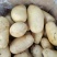 新土豆荷兰系列五一前后量大