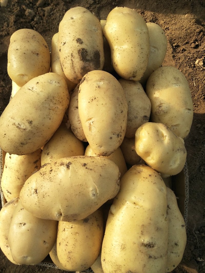 新土豆荷兰系列五一前后量大