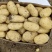 新土豆荷兰系列五一前后量大