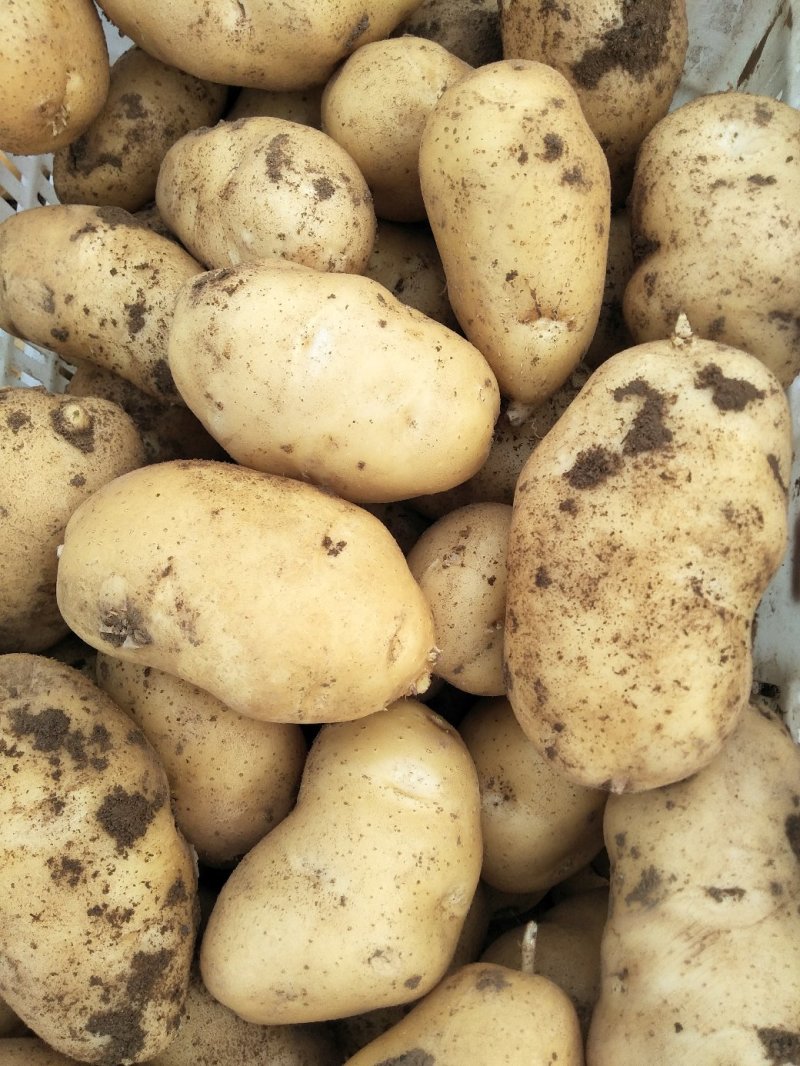 新土豆荷兰系列五一前后量大