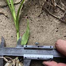湖北十堰三叉大白芨种苗，一手货源，价格合理，可视频