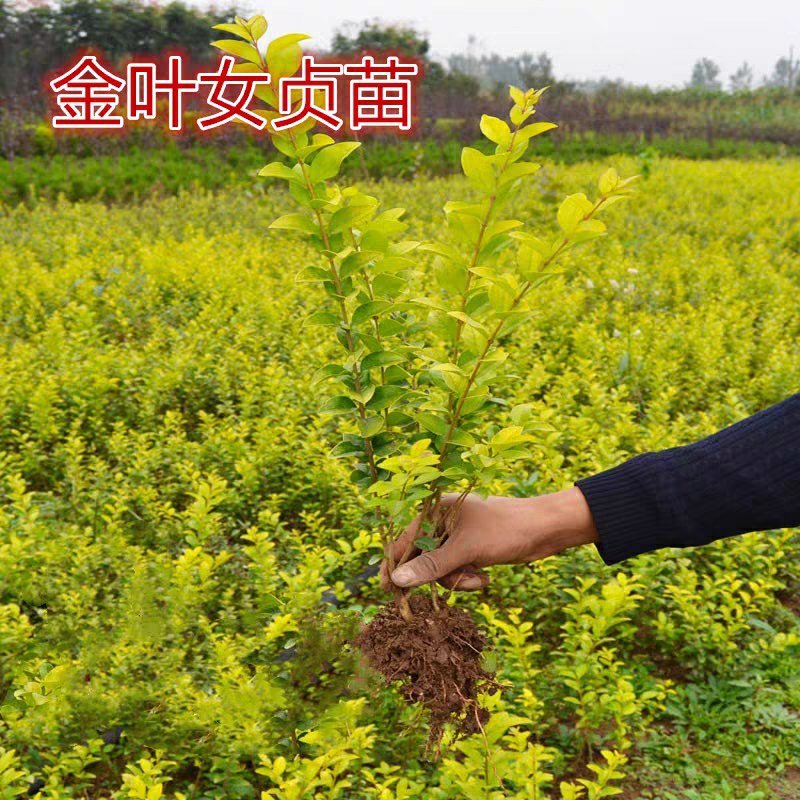 庭院树苗金叶女贞树苗女贞子树苗小叶女贞苗球金森女贞彩色