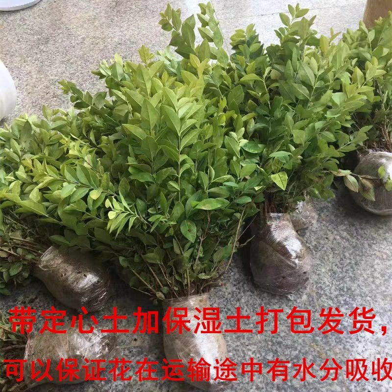 庭院树苗金叶女贞树苗女贞子树苗小叶女贞苗球金森女贞彩色