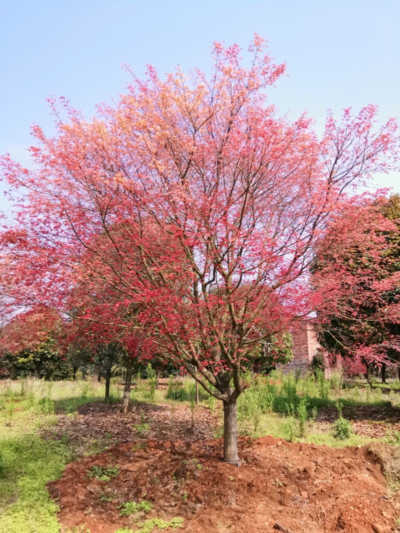红枫
