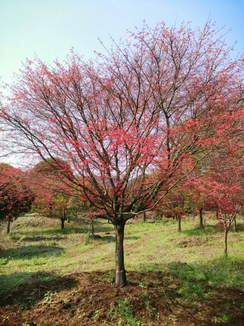 红枫