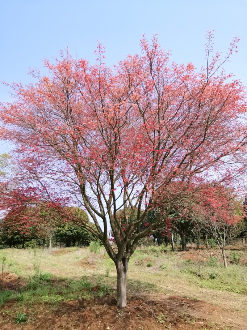 红枫