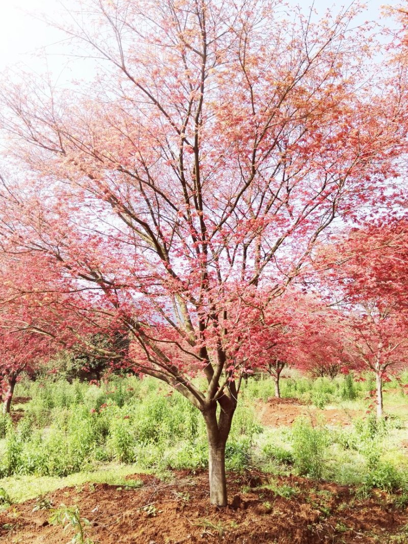 红枫