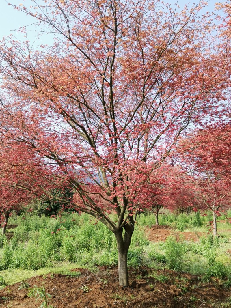 红枫