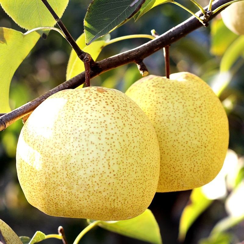【大荔县砀山梨】露天套袋梨货源充足量大从优可视频
